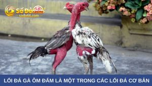 lối đá của gà chọi khá phổ biến