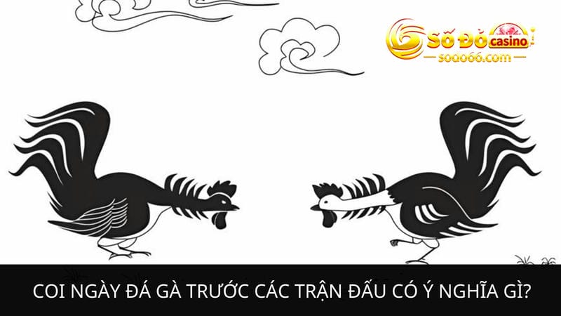 Coi ngày đá gà trước các trận đấu 