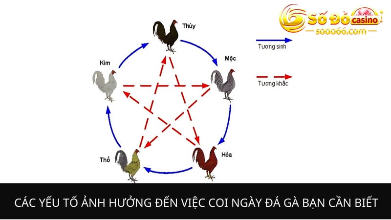 coi ngày đá gà bạn cần biết