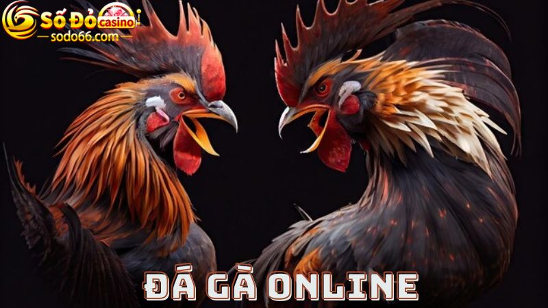 Tham gia cá cược với các trận đấu đá gà online Sodo66 kịch tính