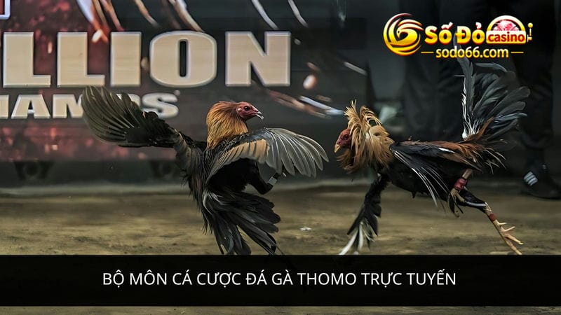 cá cược đá gà Thomo trực tuyến 