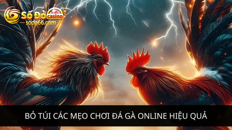 mẹo chơi đá gà online hiệu quả