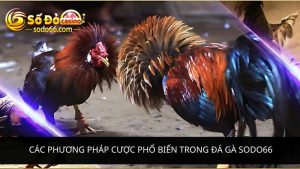 phương pháp cược phổ biến trong đá gà Sodo66