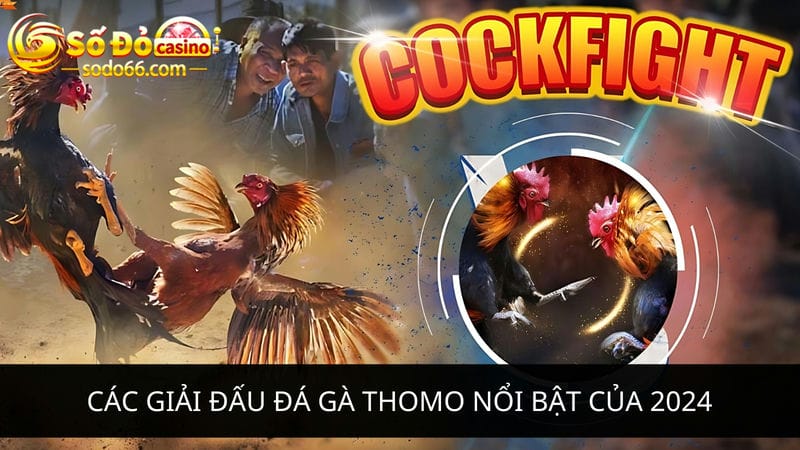 đá gà Thomo nổi bật của 2024