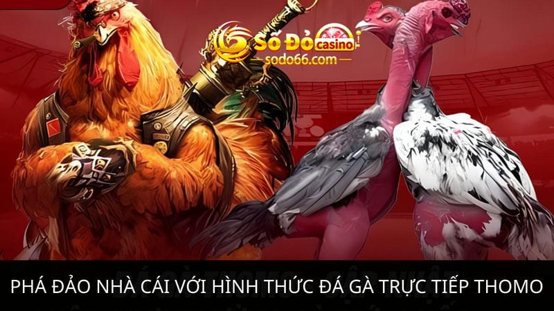 hình thức đá gà trực tiếp Thomo 