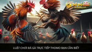 đá gà trực tiếp Thomo bạn cần biết