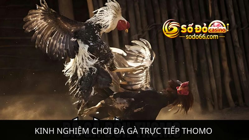 Kinh nghiệm chơi đá gà trực tiếp Thomo chuyên nghiệp