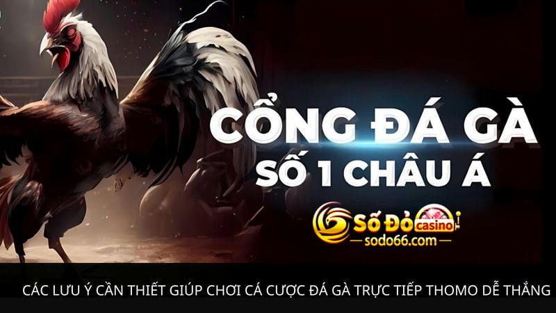 cá cược đá gà trực tiếp Thomo dễ thắng