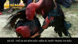 Đá sỏ - Thế gà đá đòn độc hiểm