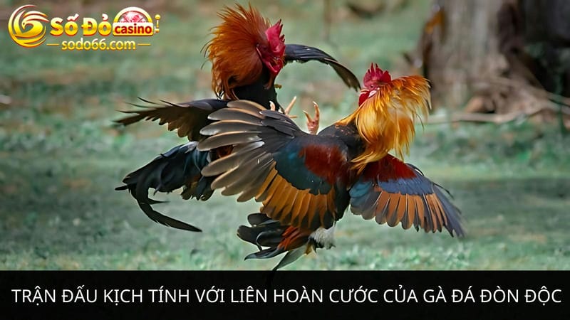 liên hoàn cước của gà đá đòn độc