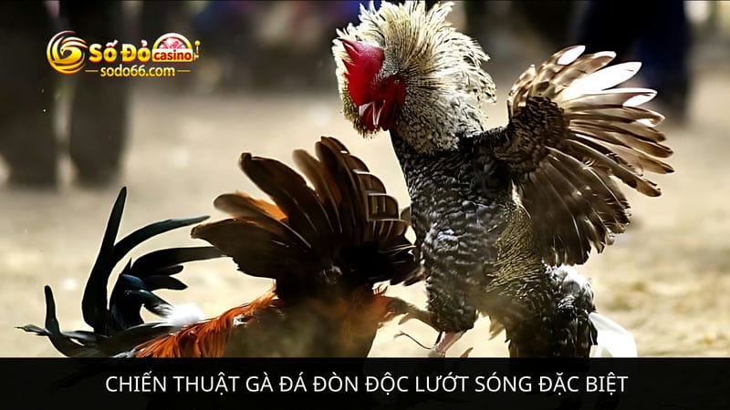 Chiến thuật gà đá đòn độc lướt sóng